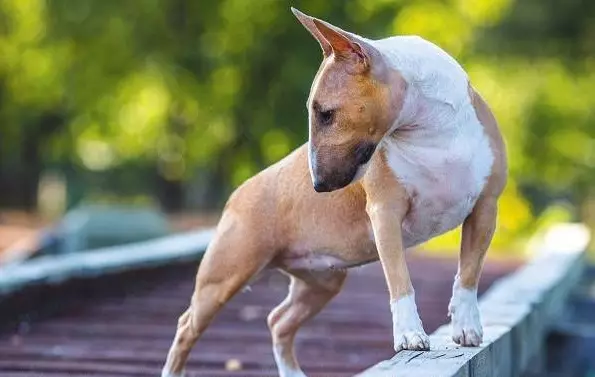 Bull Terrier (42 Suratlar): iňlis düşündirişi, gyzgyn kekler Güjükler bilen. Näçe ýaşa? Ölçegler, gaplaň we beýleki reňk. Taryh 13211_41