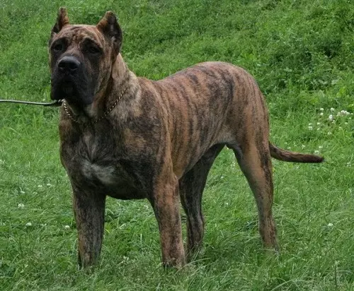 Mastiff (48 photos): What are views? Description of the Siberian and Belgian, German and Thai, Russian and other varieties of mastiff 13216_31