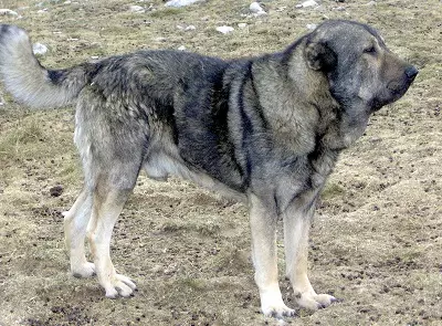 Mastiff（48張）：有什麼看法？西伯利亞和比利時，德語和泰國，俄羅斯和其他品種的獒犬 13216_32
