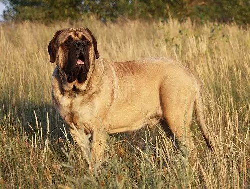 Mastiff (48 photos): What are views? Description of the Siberian and Belgian, German and Thai, Russian and other varieties of mastiff 13216_4