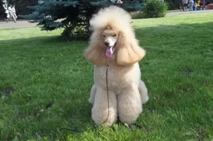 Gịnị bụ poodle? Nkọwapụta foto 86 nke ụmụ nkịta na-acha ọbara ọbara, esemokwu nke Harlen na ụdị ndị ọzọ. Ịdị arọ nke nkịta. Etu esi elekọta ha? Ego ole ka ha bi? 13221_10