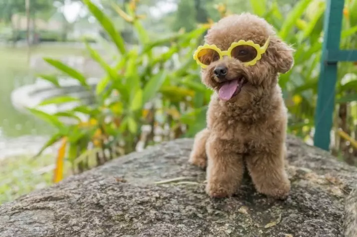 Gịnị bụ poodle? Nkọwapụta foto 86 nke ụmụ nkịta na-acha ọbara ọbara, esemokwu nke Harlen na ụdị ndị ọzọ. Ịdị arọ nke nkịta. Etu esi elekọta ha? Ego ole ka ha bi? 13221_12