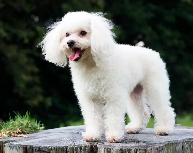 Que é un caniche? 86 Foto Descrición dos cachorros vermellos, feudos de Harlequin e outras razas. O peso dos cans. Como coidar deles? Canto viven? 13221_13