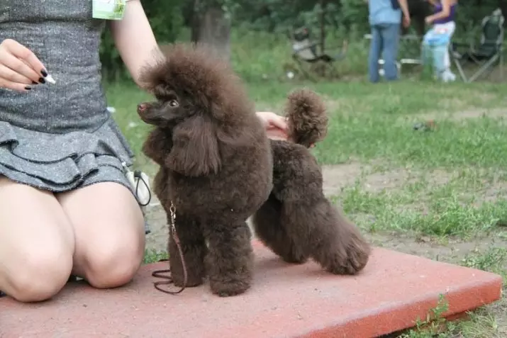 什么是贵宾犬？ 86照片红色小狗，丑角和其他品种的斗争。狗的重量。如何照顾他们？他们住了多少？ 13221_19