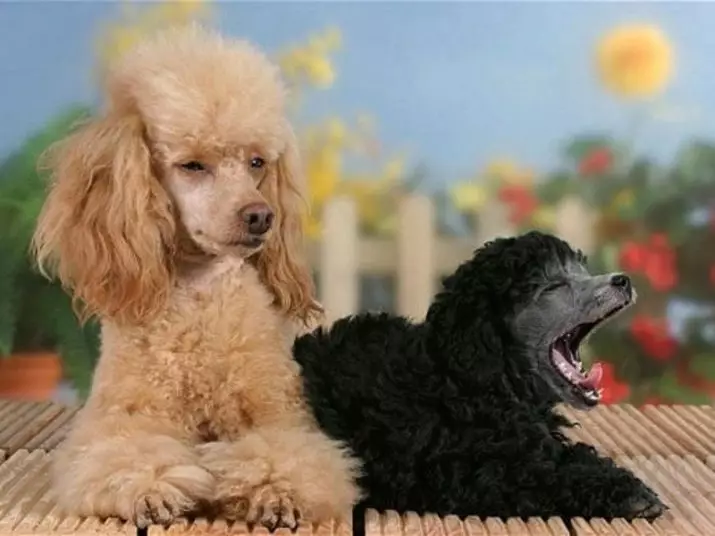 Gịnị bụ poodle? Nkọwapụta foto 86 nke ụmụ nkịta na-acha ọbara ọbara, esemokwu nke Harlen na ụdị ndị ọzọ. Ịdị arọ nke nkịta. Etu esi elekọta ha? Ego ole ka ha bi? 13221_2