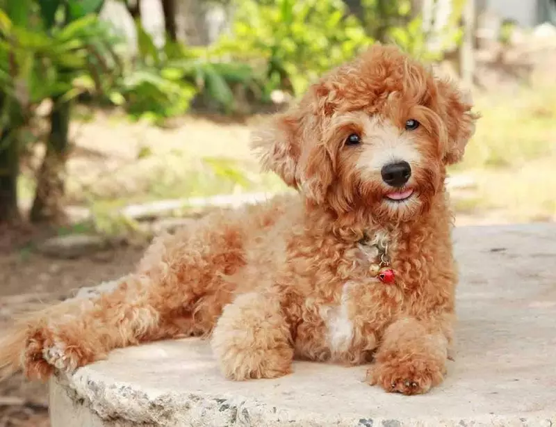 Gịnị bụ poodle? Nkọwapụta foto 86 nke ụmụ nkịta na-acha ọbara ọbara, esemokwu nke Harlen na ụdị ndị ọzọ. Ịdị arọ nke nkịta. Etu esi elekọta ha? Ego ole ka ha bi? 13221_22