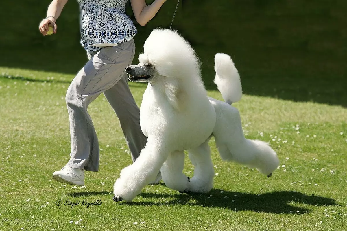 什么是贵宾犬？ 86照片红色小狗，丑角和其他品种的斗争。狗的重量。如何照顾他们？他们住了多少？ 13221_25