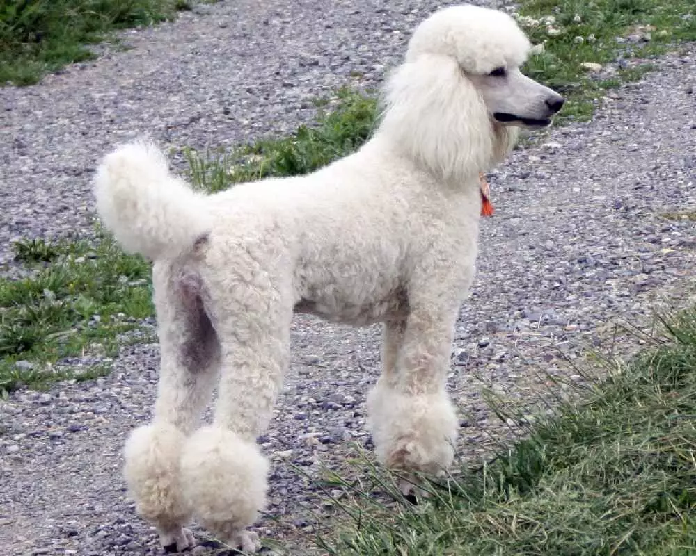 Que é un caniche? 86 Foto Descrición dos cachorros vermellos, feudos de Harlequin e outras razas. O peso dos cans. Como coidar deles? Canto viven? 13221_28