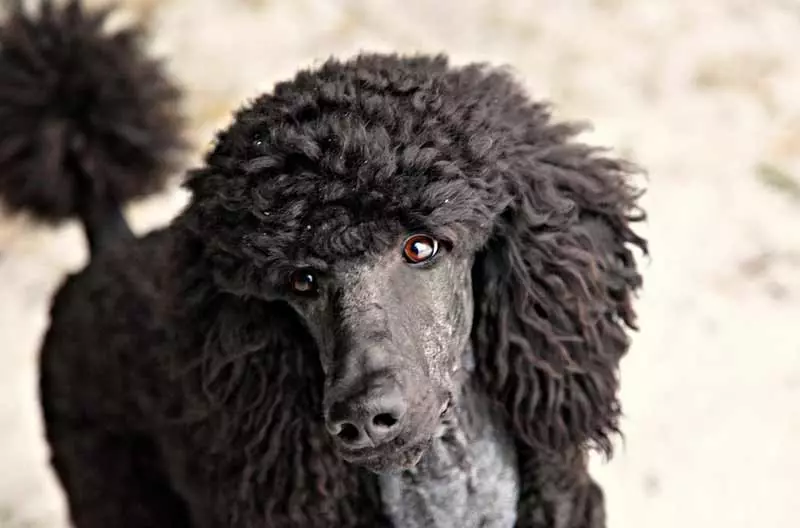 Gịnị bụ poodle? Nkọwapụta foto 86 nke ụmụ nkịta na-acha ọbara ọbara, esemokwu nke Harlen na ụdị ndị ọzọ. Ịdị arọ nke nkịta. Etu esi elekọta ha? Ego ole ka ha bi? 13221_3