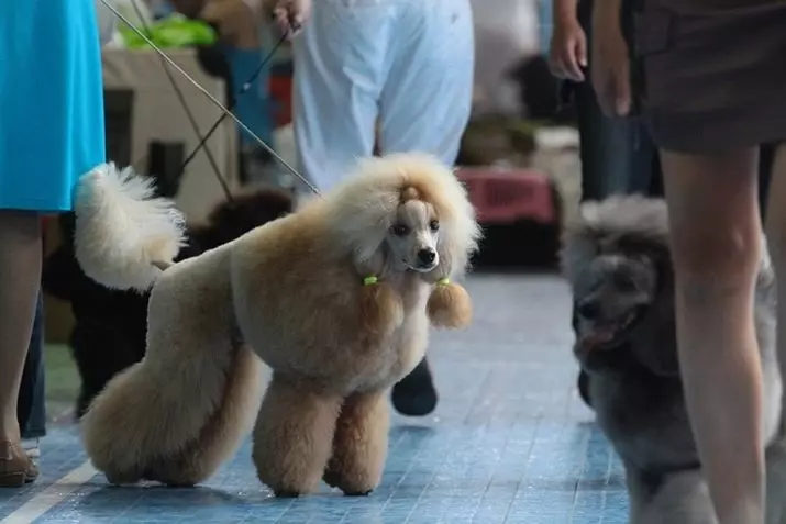 Hvad er en puddel? 86 Foto Beskrivelse af Red hvalpe, fejder af Harlequin og andre racer. Vægten af ​​hunde. Sådan plejer du dem? Hvor meget bor de? 13221_32