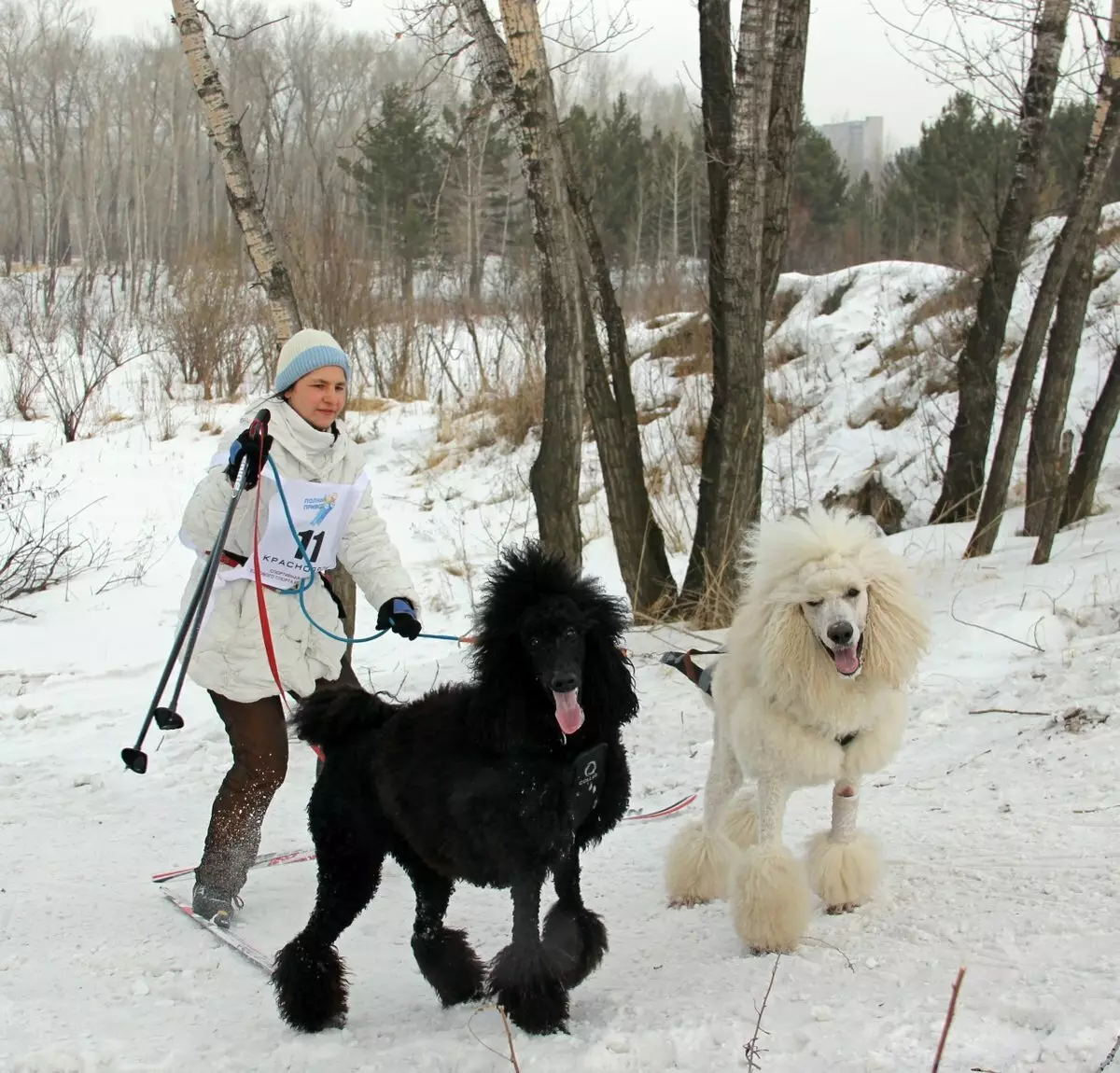 What is a poodle? 86 Photo Description of red puppies, feuds of harlequin and other breeds. The weight of dogs. How to care for them? How much do they live? 13221_34