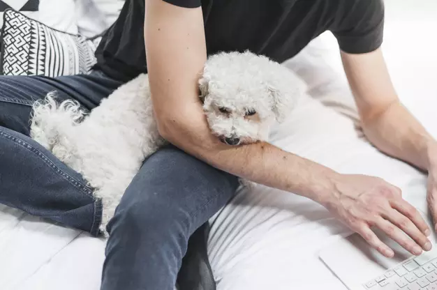 Que é un caniche? 86 Foto Descrición dos cachorros vermellos, feudos de Harlequin e outras razas. O peso dos cans. Como coidar deles? Canto viven? 13221_35