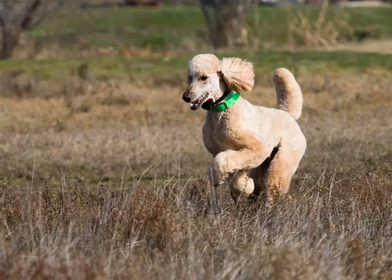 poodle ແມ່ນຫຍັງ? 86 ພາບຂອງ puppies ສີແດງ, feuds ຂອງ Harlequin ແລະສາຍພັນອື່ນໆ. ນ້ໍາຫນັກຂອງຫມາ. ວິທີເບິ່ງແຍງພວກມັນ? ພວກເຂົາອາໃສຢູ່ເທົ່າໃດ? 13221_36