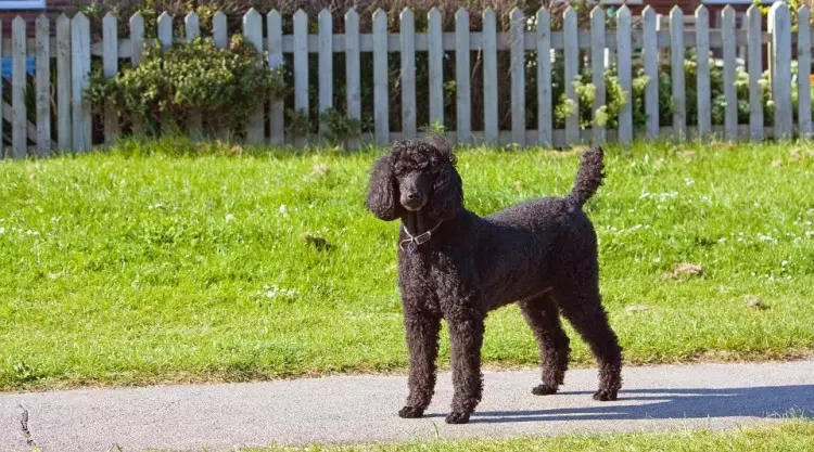 Poodle çi ye? 86 wêneya wêneya kûçikên sor, feods of Harlequin û nijadên din. Giraniya kûçikan. Meriv çawa ji bo wan eleqedar dike? Ew çiqas dijîn? 13221_38