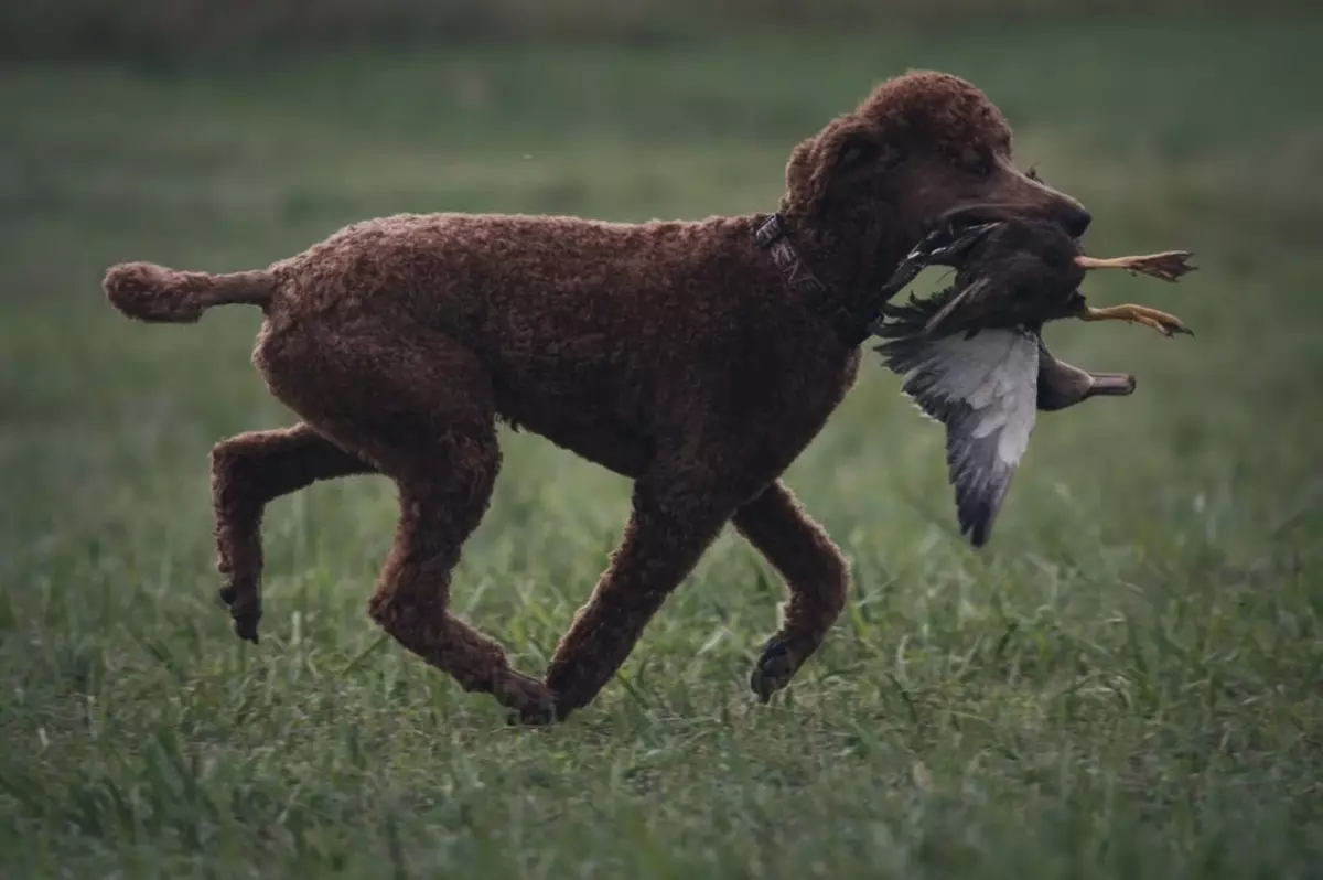 Hvad er en puddel? 86 Foto Beskrivelse af Red hvalpe, fejder af Harlequin og andre racer. Vægten af ​​hunde. Sådan plejer du dem? Hvor meget bor de? 13221_4