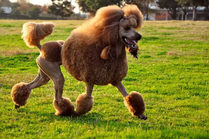 Què és un caniche? 86 fotos dels cadells Descripció vermells, baralles de arlequí i altres races. El pes dels gossos. Com cuidar-los? Quant viuen? 13221_40