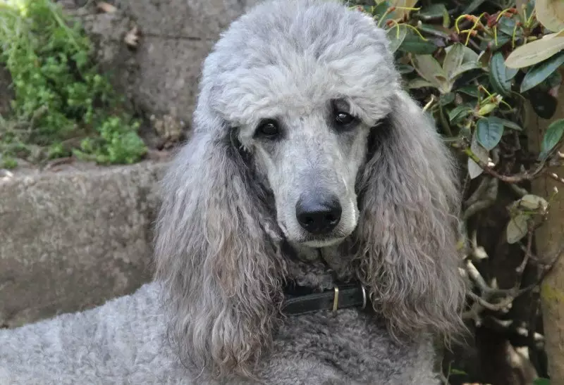 Menene poodle? Bayanin hoto na 'yar tsana, zagaye na garaya da sauran nau'ikan. Nauyin karnuka. Yadda za a kula dasu? Nawa suke zaune? 13221_41