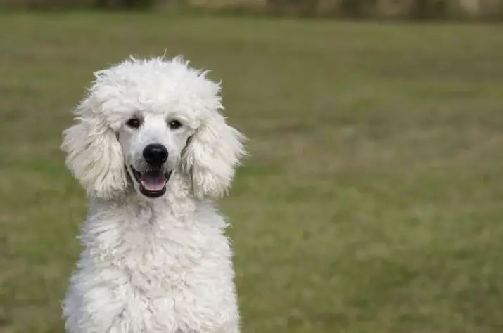 Poodle çi ye? 86 wêneya wêneya kûçikên sor, feods of Harlequin û nijadên din. Giraniya kûçikan. Meriv çawa ji bo wan eleqedar dike? Ew çiqas dijîn? 13221_42