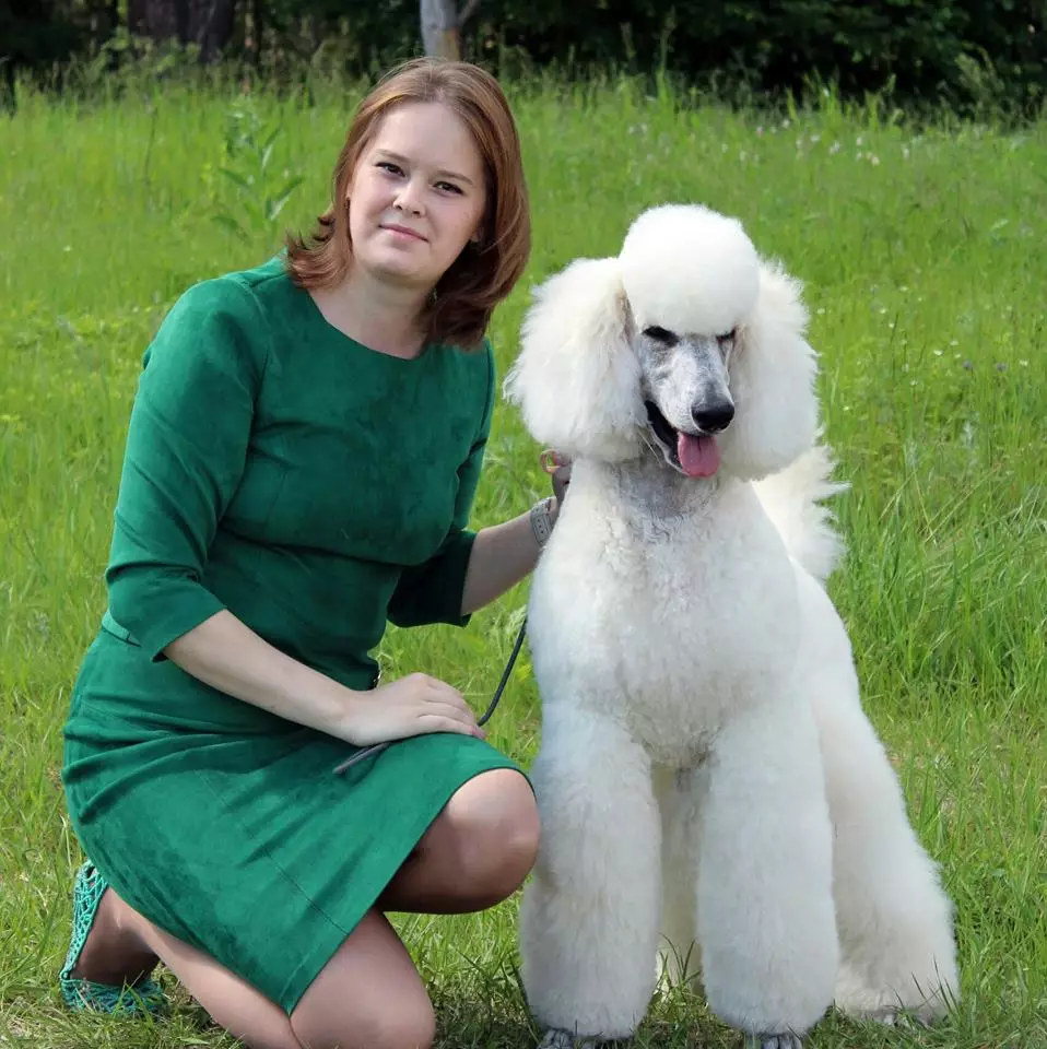 Gịnị bụ poodle? Nkọwapụta foto 86 nke ụmụ nkịta na-acha ọbara ọbara, esemokwu nke Harlen na ụdị ndị ọzọ. Ịdị arọ nke nkịta. Etu esi elekọta ha? Ego ole ka ha bi? 13221_44