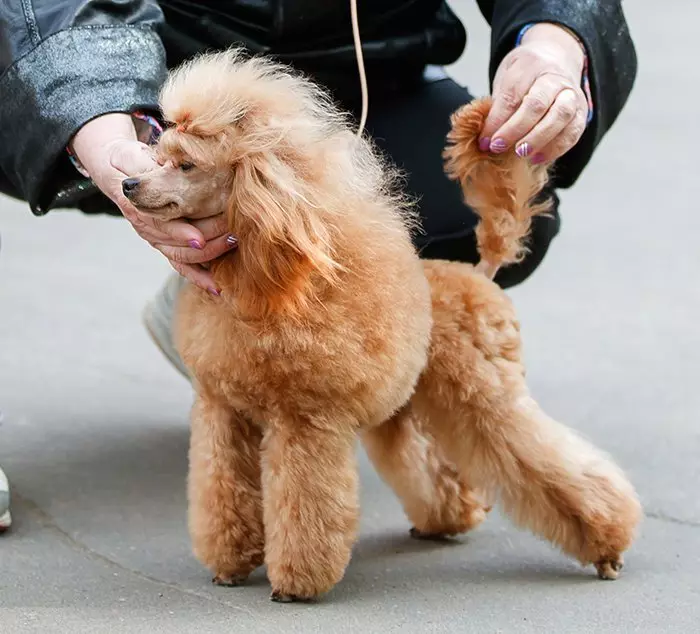 什么是贵宾犬？ 86照片红色小狗，丑角和其他品种的斗争。狗的重量。如何照顾他们？他们住了多少？ 13221_45