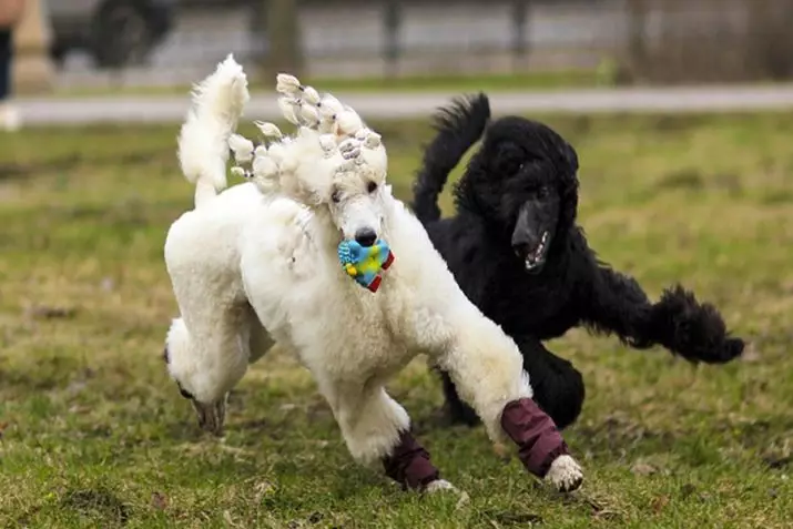 poodle ແມ່ນຫຍັງ? 86 ພາບຂອງ puppies ສີແດງ, feuds ຂອງ Harlequin ແລະສາຍພັນອື່ນໆ. ນ້ໍາຫນັກຂອງຫມາ. ວິທີເບິ່ງແຍງພວກມັນ? ພວກເຂົາອາໃສຢູ່ເທົ່າໃດ? 13221_47