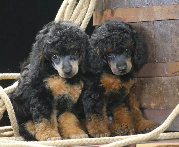 Hvad er en puddel? 86 Foto Beskrivelse af Red hvalpe, fejder af Harlequin og andre racer. Vægten af ​​hunde. Sådan plejer du dem? Hvor meget bor de? 13221_49