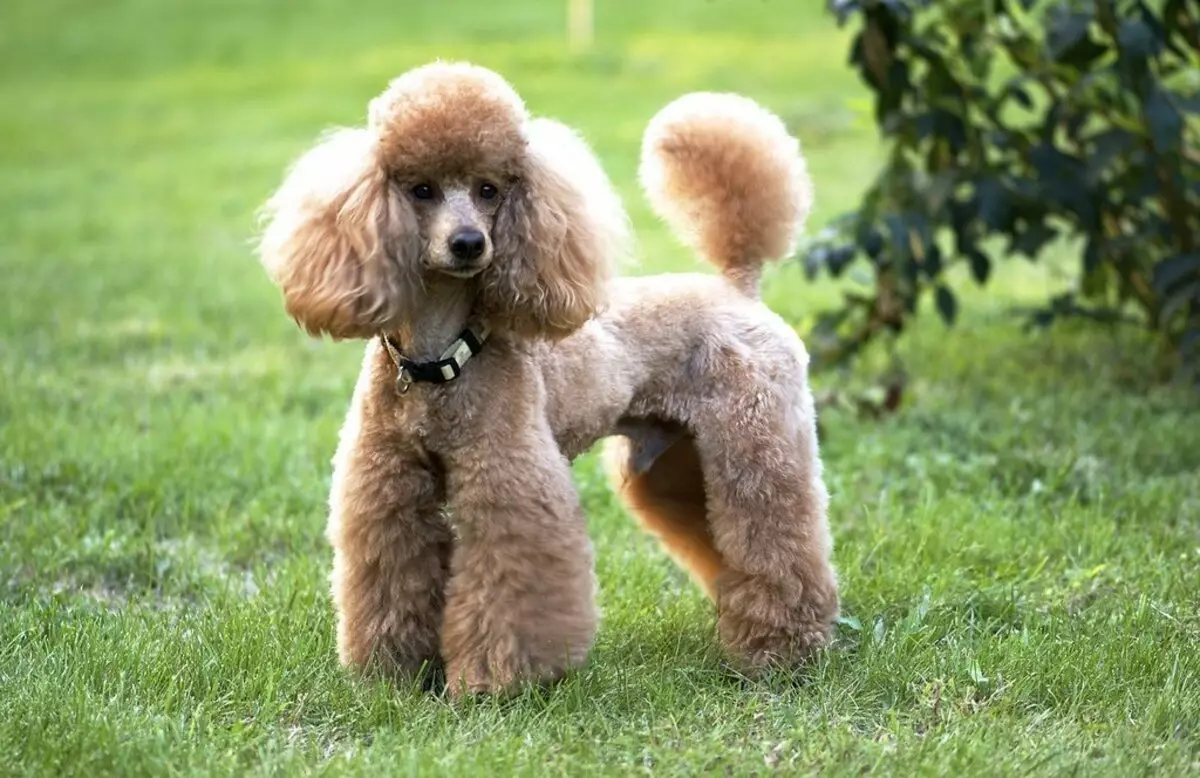 Que é un caniche? 86 Foto Descrición dos cachorros vermellos, feudos de Harlequin e outras razas. O peso dos cans. Como coidar deles? Canto viven? 13221_5