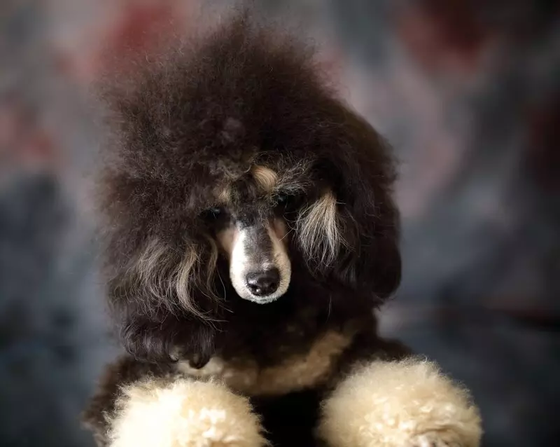 Gịnị bụ poodle? Nkọwapụta foto 86 nke ụmụ nkịta na-acha ọbara ọbara, esemokwu nke Harlen na ụdị ndị ọzọ. Ịdị arọ nke nkịta. Etu esi elekọta ha? Ego ole ka ha bi? 13221_50