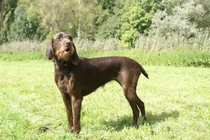 Hvad er en puddel? 86 Foto Beskrivelse af Red hvalpe, fejder af Harlequin og andre racer. Vægten af ​​hunde. Sådan plejer du dem? Hvor meget bor de? 13221_51