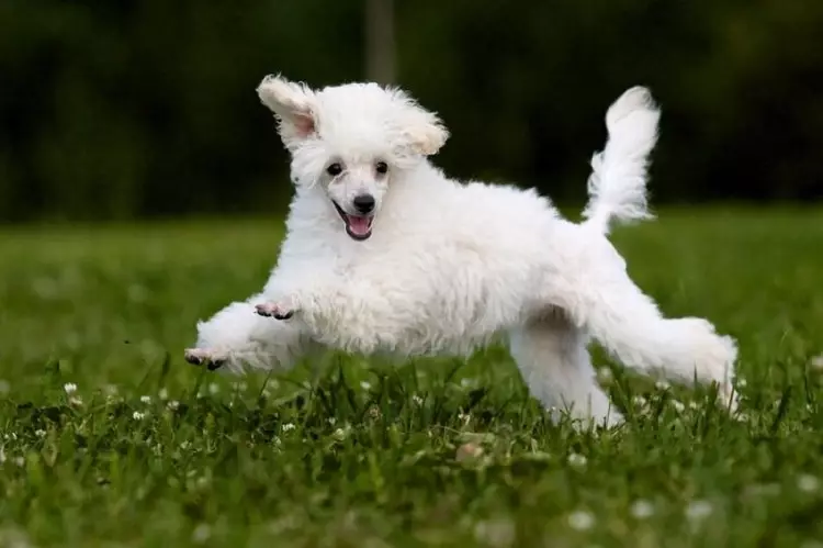 Que é un caniche? 86 Foto Descrición dos cachorros vermellos, feudos de Harlequin e outras razas. O peso dos cans. Como coidar deles? Canto viven? 13221_56