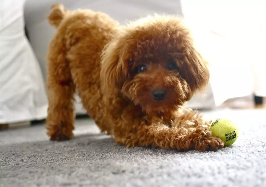 poodle ແມ່ນຫຍັງ? 86 ພາບຂອງ puppies ສີແດງ, feuds ຂອງ Harlequin ແລະສາຍພັນອື່ນໆ. ນ້ໍາຫນັກຂອງຫມາ. ວິທີເບິ່ງແຍງພວກມັນ? ພວກເຂົາອາໃສຢູ່ເທົ່າໃດ? 13221_57