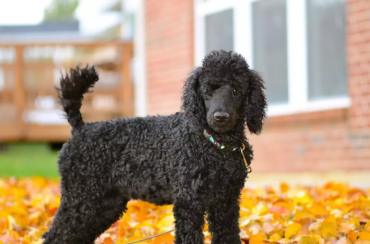 Gịnị bụ poodle? Nkọwapụta foto 86 nke ụmụ nkịta na-acha ọbara ọbara, esemokwu nke Harlen na ụdị ndị ọzọ. Ịdị arọ nke nkịta. Etu esi elekọta ha? Ego ole ka ha bi? 13221_58