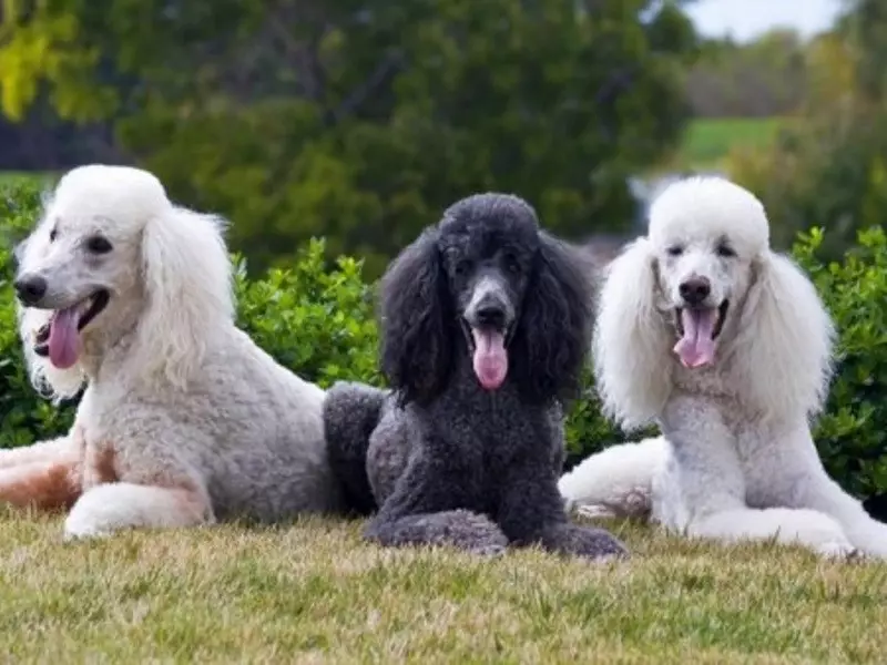 Poodle çi ye? 86 wêneya wêneya kûçikên sor, feods of Harlequin û nijadên din. Giraniya kûçikan. Meriv çawa ji bo wan eleqedar dike? Ew çiqas dijîn? 13221_6