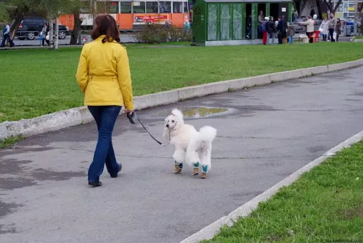 Que é un caniche? 86 Foto Descrición dos cachorros vermellos, feudos de Harlequin e outras razas. O peso dos cans. Como coidar deles? Canto viven? 13221_64