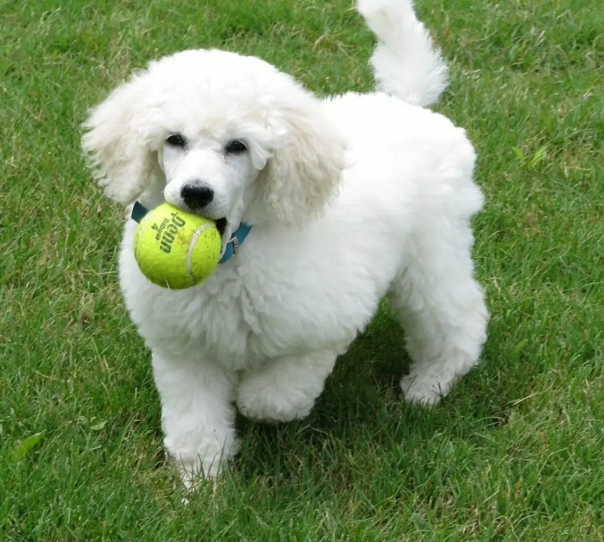 Gịnị bụ poodle? Nkọwapụta foto 86 nke ụmụ nkịta na-acha ọbara ọbara, esemokwu nke Harlen na ụdị ndị ọzọ. Ịdị arọ nke nkịta. Etu esi elekọta ha? Ego ole ka ha bi? 13221_66