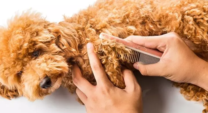 Que é un caniche? 86 Foto Descrición dos cachorros vermellos, feudos de Harlequin e outras razas. O peso dos cans. Como coidar deles? Canto viven? 13221_67