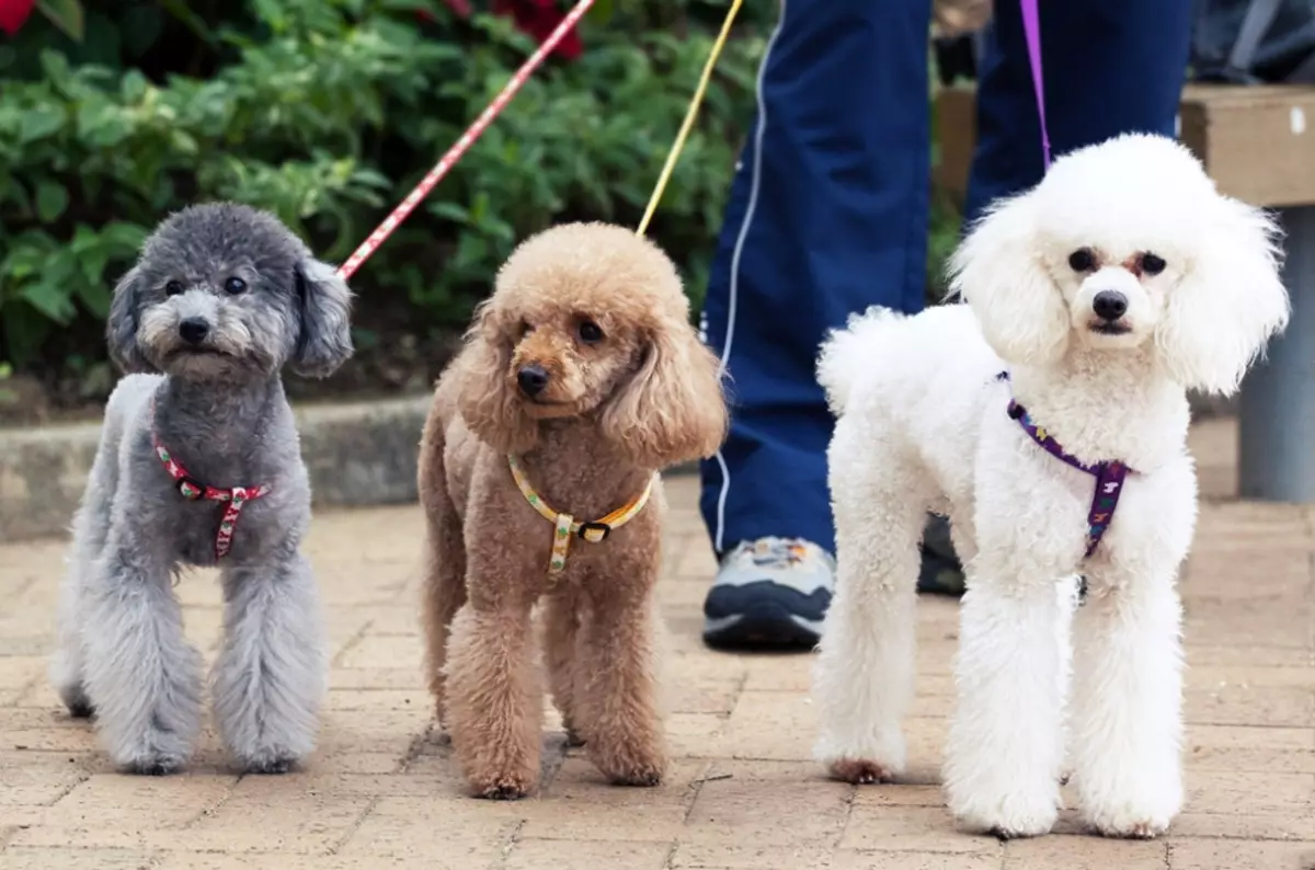 Poodle çi ye? 86 wêneya wêneya kûçikên sor, feods of Harlequin û nijadên din. Giraniya kûçikan. Meriv çawa ji bo wan eleqedar dike? Ew çiqas dijîn? 13221_7