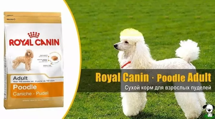 Gịnị bụ poodle? Nkọwapụta foto 86 nke ụmụ nkịta na-acha ọbara ọbara, esemokwu nke Harlen na ụdị ndị ọzọ. Ịdị arọ nke nkịta. Etu esi elekọta ha? Ego ole ka ha bi? 13221_75