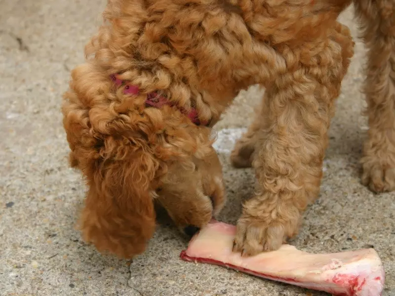 Gịnị bụ poodle? Nkọwapụta foto 86 nke ụmụ nkịta na-acha ọbara ọbara, esemokwu nke Harlen na ụdị ndị ọzọ. Ịdị arọ nke nkịta. Etu esi elekọta ha? Ego ole ka ha bi? 13221_77