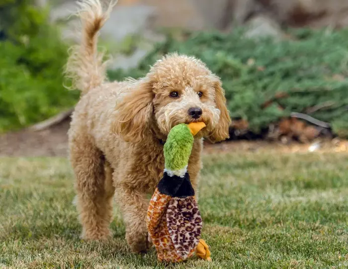 Poodle çi ye? 86 wêneya wêneya kûçikên sor, feods of Harlequin û nijadên din. Giraniya kûçikan. Meriv çawa ji bo wan eleqedar dike? Ew çiqas dijîn? 13221_82