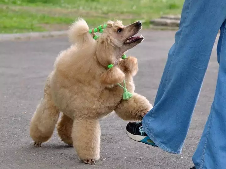 Gịnị bụ poodle? Nkọwapụta foto 86 nke ụmụ nkịta na-acha ọbara ọbara, esemokwu nke Harlen na ụdị ndị ọzọ. Ịdị arọ nke nkịta. Etu esi elekọta ha? Ego ole ka ha bi? 13221_83