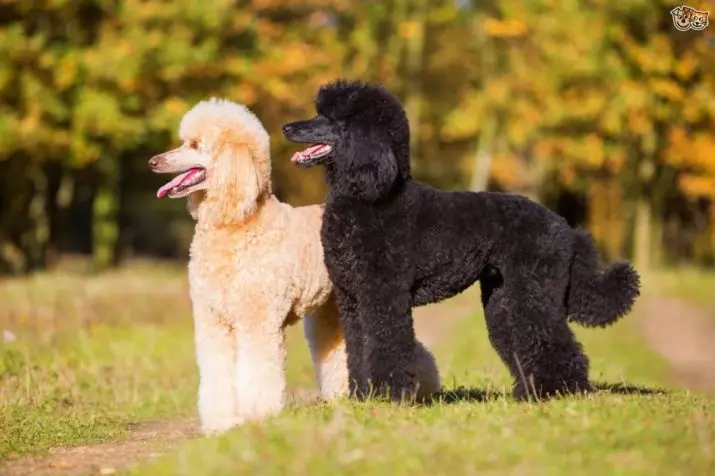 Gịnị bụ poodle? Nkọwapụta foto 86 nke ụmụ nkịta na-acha ọbara ọbara, esemokwu nke Harlen na ụdị ndị ọzọ. Ịdị arọ nke nkịta. Etu esi elekọta ha? Ego ole ka ha bi? 13221_9