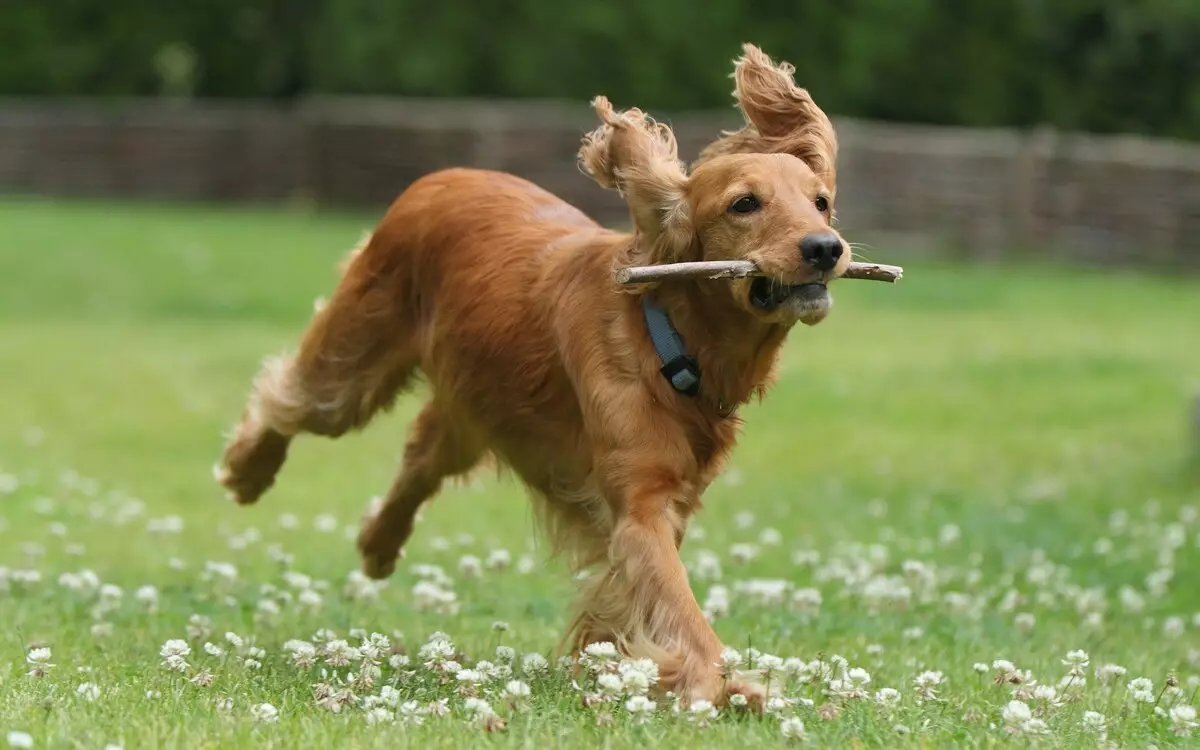 Spaniels (63 fotos): variedades de can con descrición. Carácter de Sussex, Spaniels de campo e outros. Comentarios 13223_10
