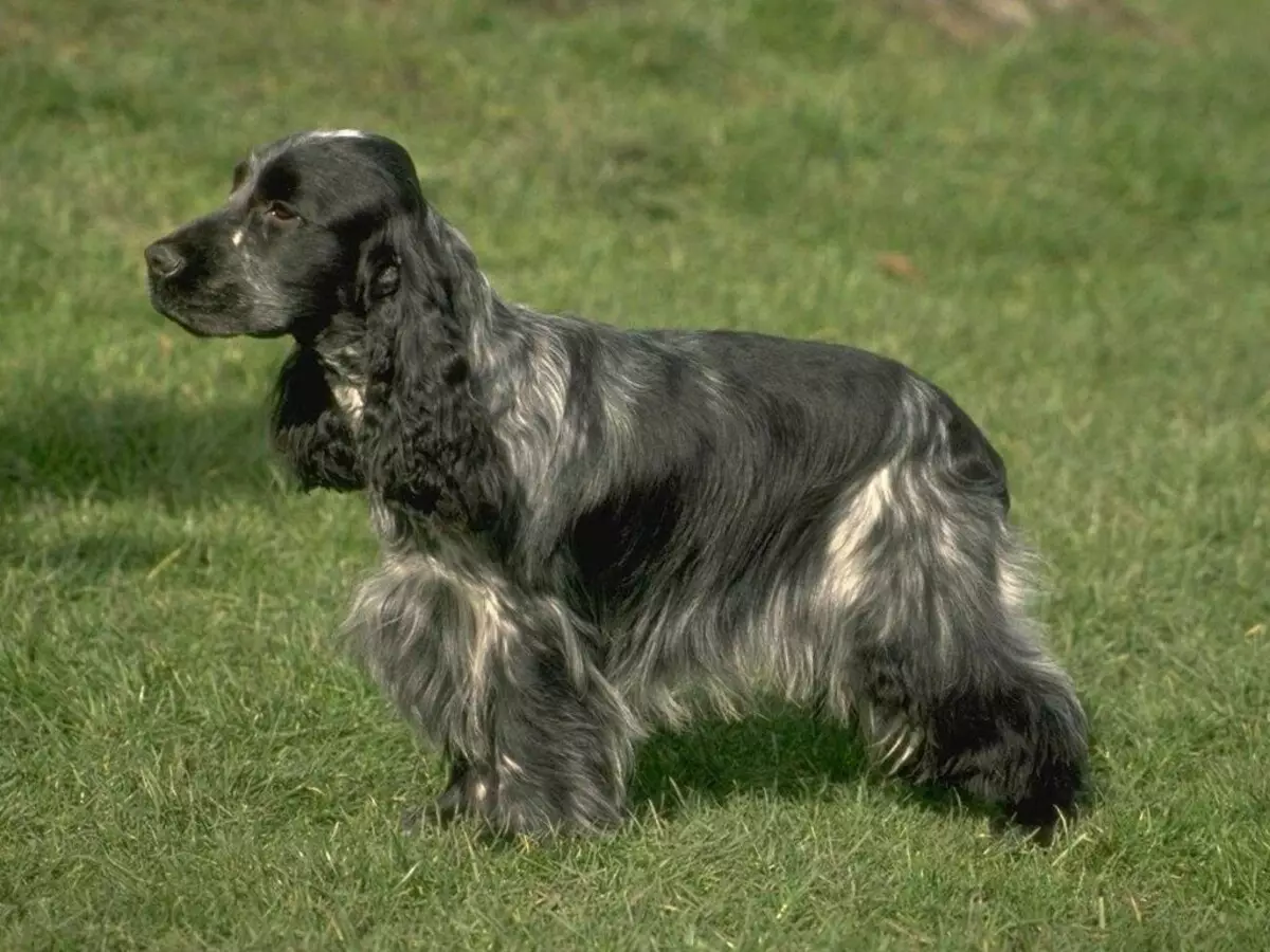 Spaniels (63 fotos): variedades de can con descrición. Carácter de Sussex, Spaniels de campo e outros. Comentarios 13223_14