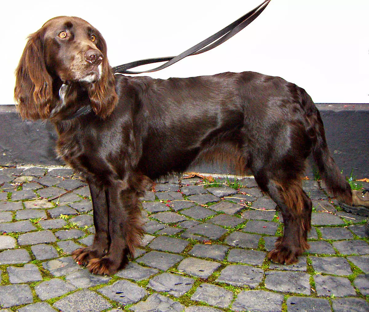 Spaniels (63 fotos): variedades de can con descrición. Carácter de Sussex, Spaniels de campo e outros. Comentarios 13223_19