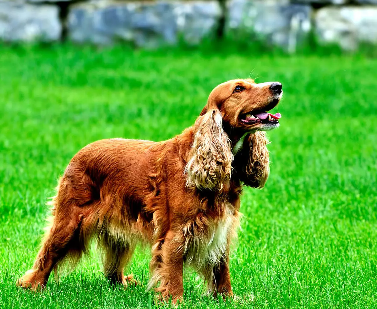 Spaniels (63 fotos): variedades de can con descrición. Carácter de Sussex, Spaniels de campo e outros. Comentarios 13223_23