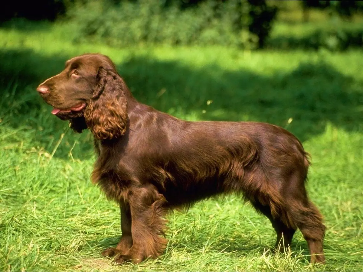 Spaniels (63 fotos): variedades de can con descrición. Carácter de Sussex, Spaniels de campo e outros. Comentarios 13223_31