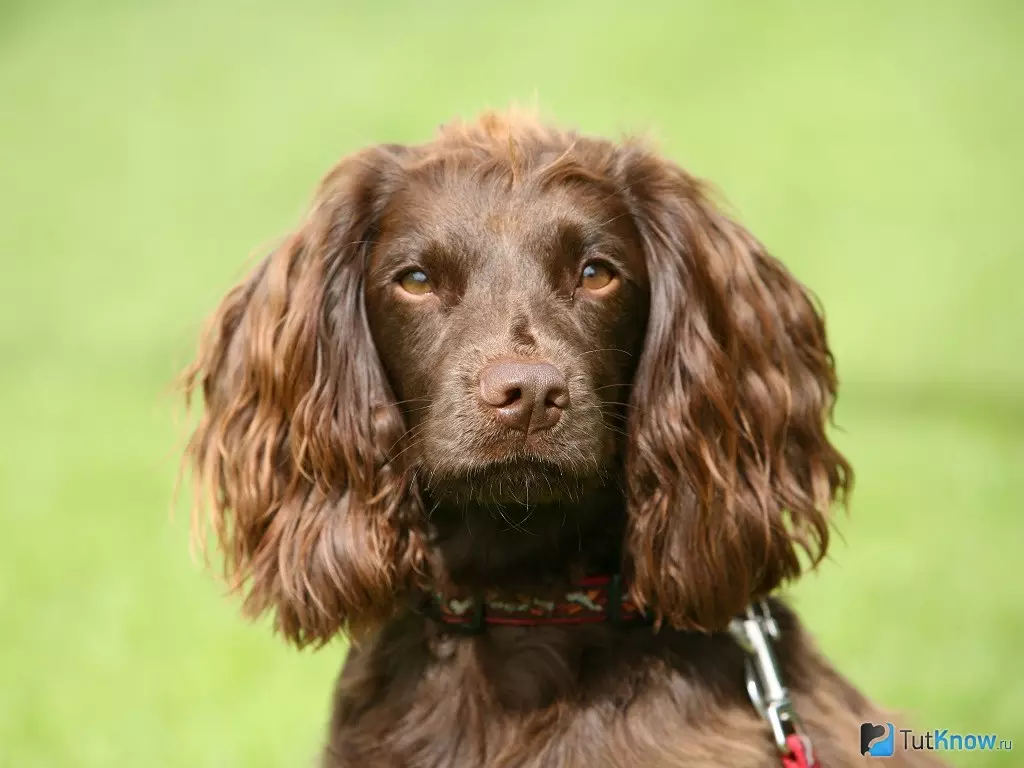 Spaniels (63 fotos): variedades de can con descrición. Carácter de Sussex, Spaniels de campo e outros. Comentarios 13223_32