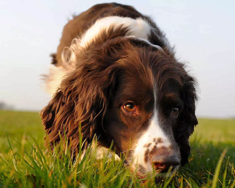 Spaniels (63 fotos): variedades de can con descrición. Carácter de Sussex, Spaniels de campo e outros. Comentarios 13223_33