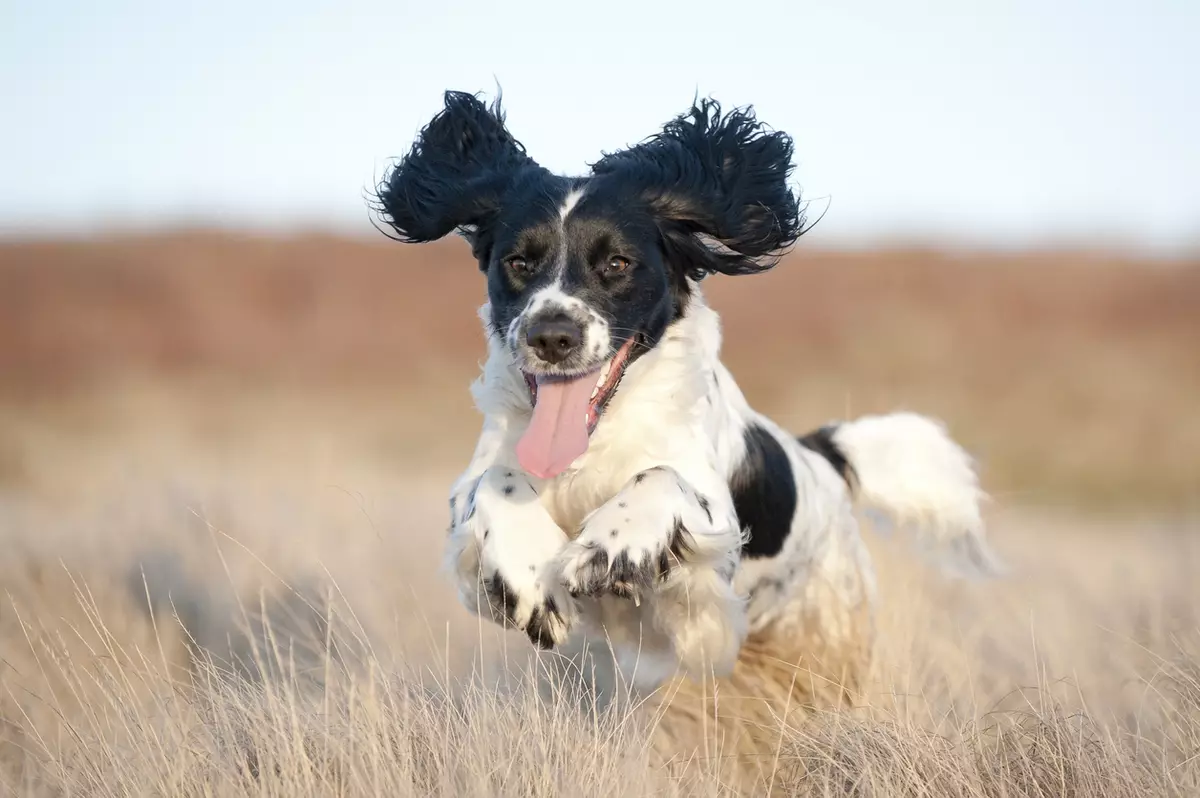 Spaniels (63 fotos): variedades de can con descrición. Carácter de Sussex, Spaniels de campo e outros. Comentarios 13223_39